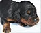 dsc_0026_11rde_grn.jpg