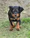 dsc_0055_16rosaschw.jpg