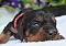 dsc_0078_5rot.jpg